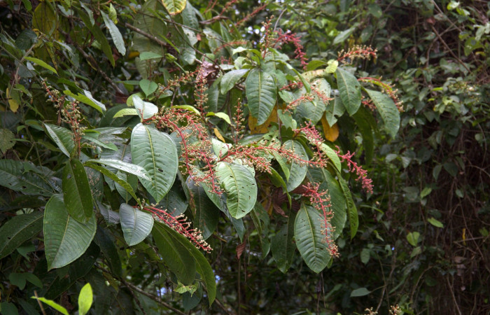 Frutos inmaduros  <i>Miconia trinervia</i> Estacion Pitilla, marzo 2019