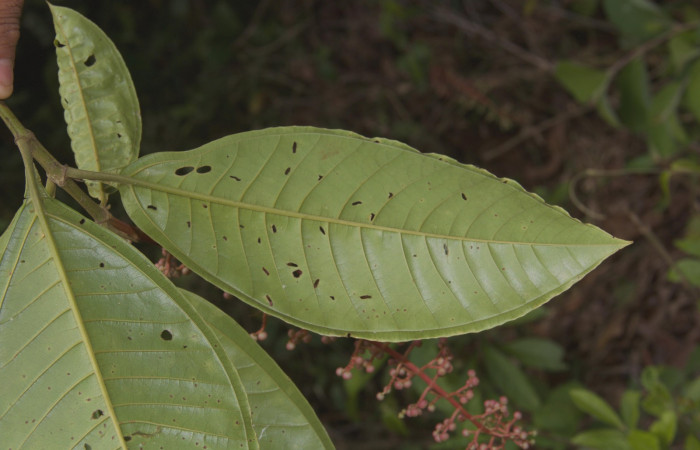 Hoja en el énves  <i>Miconia trinervia</i> Estacion Pitilla, marzo 2019
