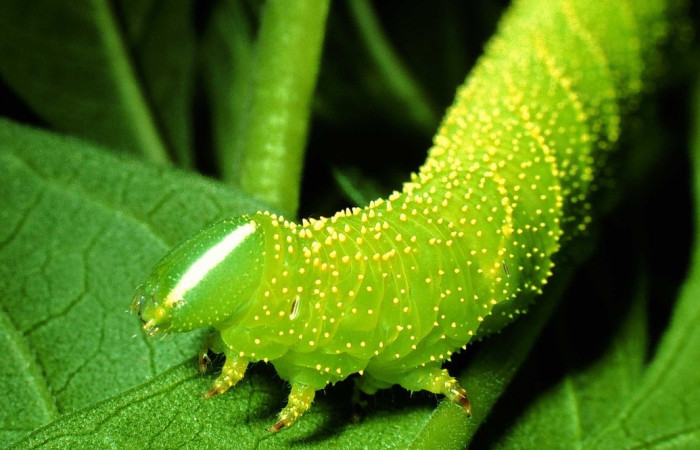 Fig.10 Larva <i>Manduca barnesi</i>, Sphingidae, (estadío Pu), se alimenta <i>Godmania aesculifolia</i>, Bignoniaceae, mostrando la parte lateral tórax. Voucher: 01-SRNP-14714-DHJ62062.jpg.