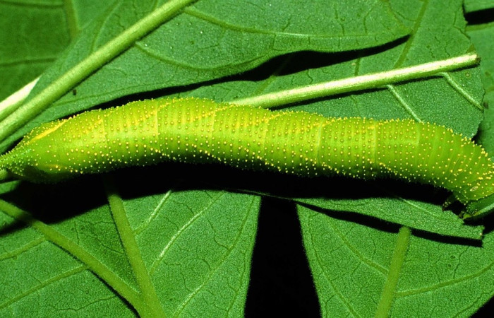 Fig.11 Larva <i>Manduca barnesi</i>, Sphingidae, (estadío Pu), se alimenta <i>Godmania aesculifolia</i>, Bignoniaceae, mostrando la parte dorsal entero. Voucher: 01-SRNP-14714-DHJ62096.jpg.