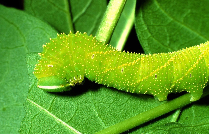 Fig.12 Larva <i>Manduca barnesi</i>, Sphingidae, (estadío Pu), se alimenta <i>Godmania aesculifolia</i>, Bignoniaceae, mostrando la parte lateral tórax. Voucher: 01-SRNP-14714-DHJ62098.jpg.