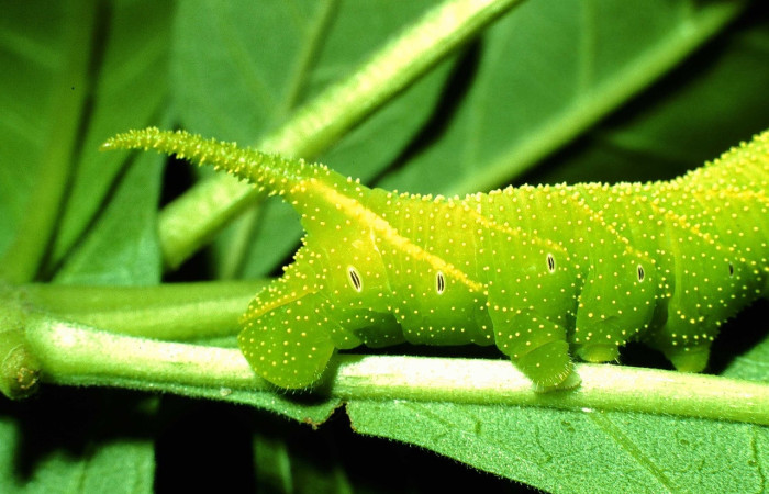 Fig.13 Larva <i>Manduca barnesi</i>, Sphingidae, (estadío Pu), se alimenta <i>Godmania aesculifolia</i>, Bignoniaceae, mostrando la parte lateral trasera. Voucher: 01-SRNP-14714-DHJ62099.jpg.