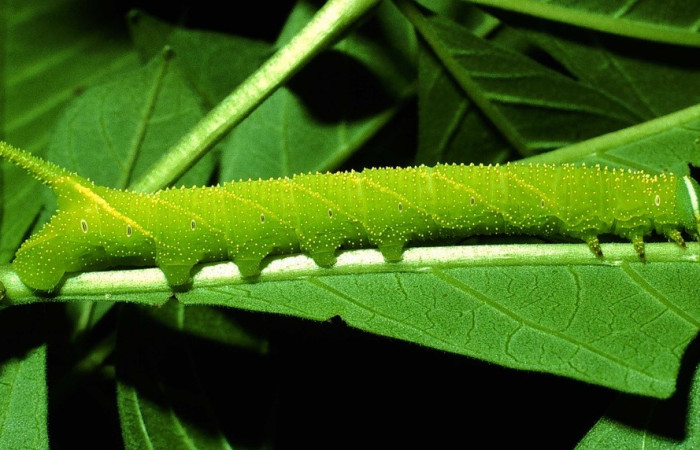 Fig.14 Larva <i>Manduca barnesi</i>, Sphingidae, (estadío Pu), se alimenta <i>Godmania aesculifolia</i>, Bignoniaceae, mostrando la parte lateral entero. Voucher: 01-SRNP-14714-DHJ62102.jpg.