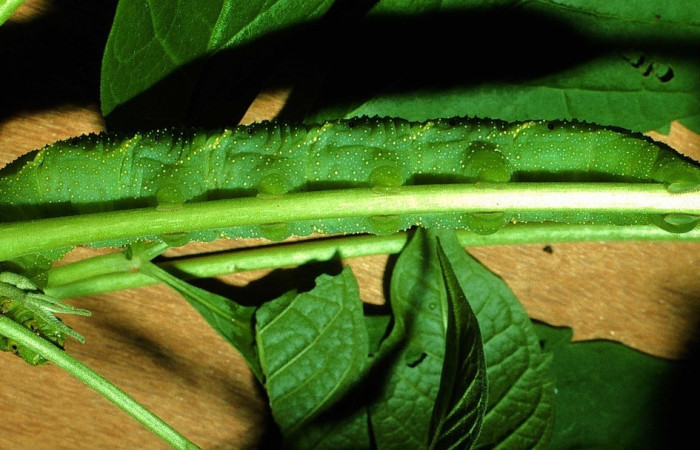 Fig.15 Larva <i>Manduca barnesi</i>, Sphingidae, (estadío Pu), se alimenta <i>Godmania aesculifolia</i>, Bignoniaceae, mostrando la parte ventral entero. Voucher: 01-SRNP-14714-DHJ62107.jpg.