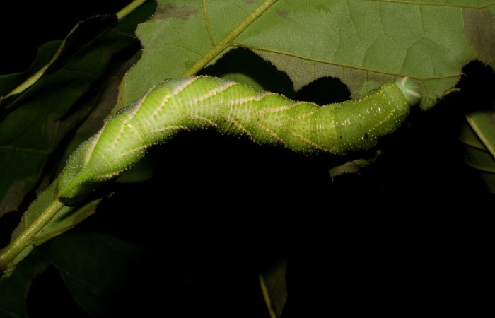 Fig.16 Larva <i>Manduca barnesi</i>, Sphingidae, (Ultimo estadío), se alimenta <i>Handroanthus ochraceus</i>, Bignoniaceae, mostrando la parte dorsal entero. Voucher: 06-SRNP-45508-DHJ414881.jpg.