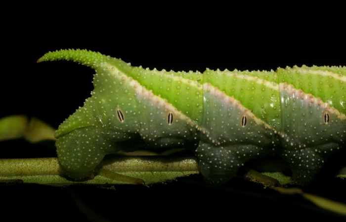 Fig.17 Larva <i>Manduca barnesi</i>, Sphingidae, (Ultimo estadío), se alimenta <i>Handroanthus ochraceus</i>, Bignoniaceae, mostrando la parte trasera. Voucher: 06-SRNP-45508-DHJ414888.jpg.