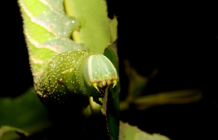 Fig.18 Larva <i>Manduca barnesi</i>, Sphingidae, (último estadío), se alimenta <i>Handroanthus ochraceus</i>, Bignoniaceae, mostrando la parte cabeza. Voucher: 06-SRNP-45508-DHJ414891.jpg.