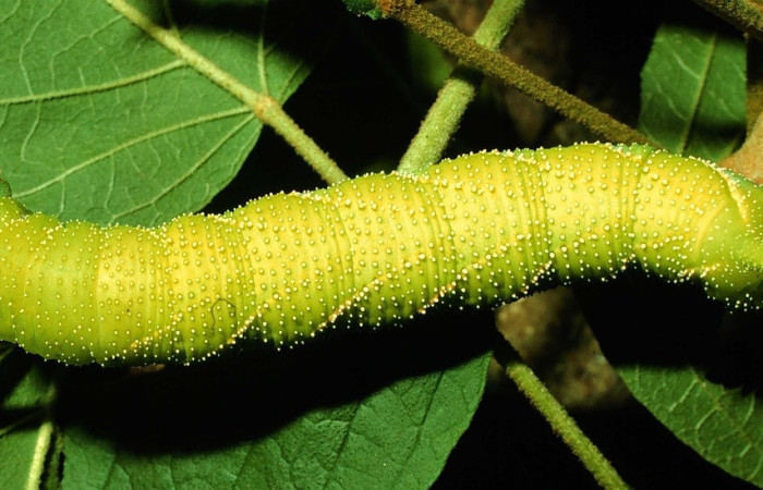 Fig.19 Larva <i>Manduca barnesi</i>, Sphingidae, (Ultimo estadío), se alimenta <i>Handroanthus ochraceus</i>, Bignoniaceae, mostrando la parte dorsal entero. Voucher: 97-SRNP-2929-DHJ42058.jpg.