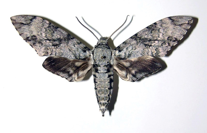 Fig.1 Adulto <i>Manduca barnesi</i>, Shingidae, mostrando la vista dorsal hembra. Voucher: 04-SRNP-12364-DHJ99482.