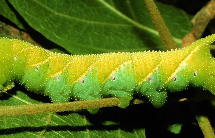 Fig.20 Larva <i>Manduca barnesi</i>, Sphingidae, (Ultimo estadío), se alimenta <i>Handroanthus ochraceus</i>, Bignoniaceae, mostrando la parte lateral entero. Voucher: 97-SRNP-2929-DHJ42060.jpg.