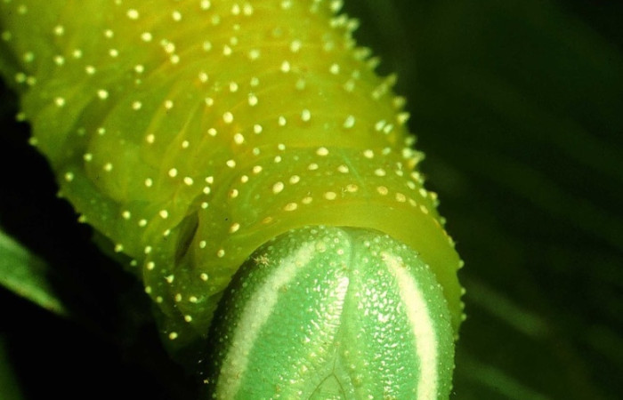 Fig.21 Larva <i>Manduca barnesi</i>, Sphingidae, (Ultimo estadío), se alimenta <i>Handroanthus ochraceus</i>, Bignoniaceae, mostrando la parte cabeza. Voucher: 97-SRNP-2929-DHJ42064.jpg.