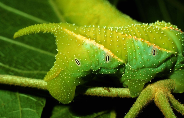 Fig.22 Larva <i>Manduca barnesi</i>, Sphingidae, (Ultimo estadío), se alimenta <i>Handroanthus ochraceus</i>, Bignoniaceae, mostrando la parte trasera. Voucher: 97-SRNP-2929-DHJ42069.jpg.