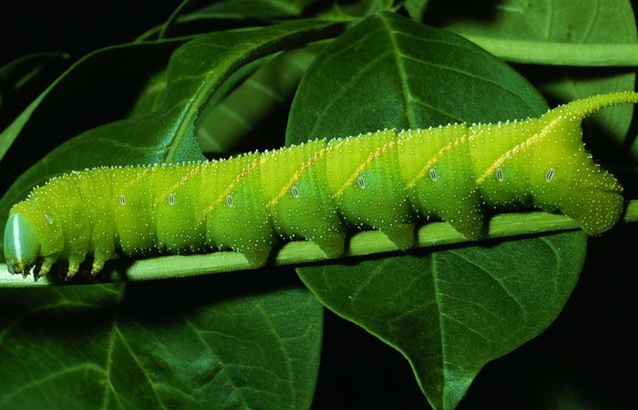 Fig.23 Larva <i>Manduca barnesi</i>, Sphingidae, (Ultimo estadío), se alimenta <i>Godmania aesculifolia, Mostrando la parte lateral entero. Voucher: 84-SRNP-1242-DHJ7956.jpg.</i>, Bignoniaceae, mostrando la parte lateral entero. Voucher: 84-SRNP-1242-DHJ7956.jpg.