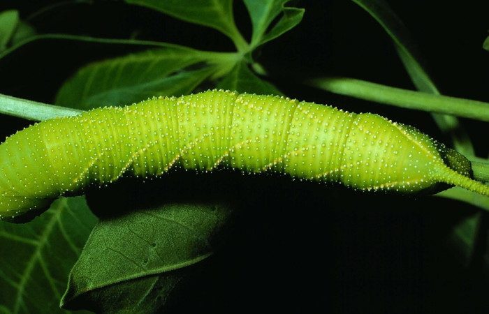 Fig.24 Larva <i>Manduca barnesi</i>, Sphingidae, (Ultimo estadío), se alimenta <i>Godmania aesculifolia</i>, Bignoniaceae, mostrando la parte dorsal entero. Voucher: 84-SRNP-1242-DHJ7962.jpg.