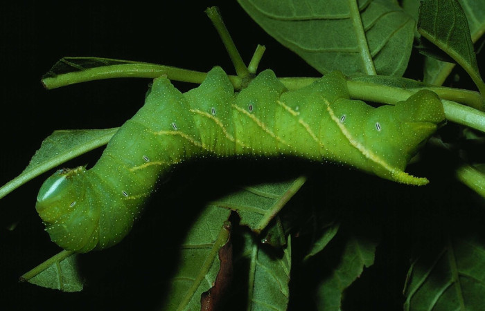Fig.25 Larva <i>Manduca barnesi</i>, Sphingidae, (Ultimo estadío), se alimenta <i>Godmania aesculifolia</i>, Bignoniaceae, mostrando la parte lateral entero. Voucher: 84-SRNP-1246-DHJ7981.jpg.