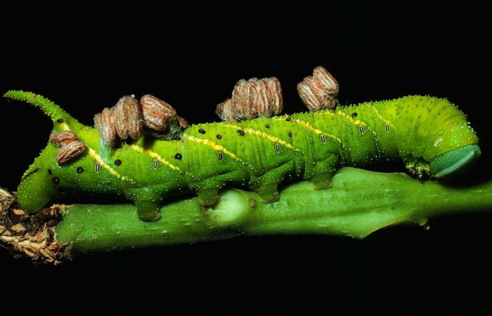 Fig.26 Larva  <i>Manduca barnesi</i>, Sphingidae; último estadío, se alimenta <i>Godmania aesculifolia</i>, Bignoniaceae; con parásitos en su dorso, Microplitis, capullo Braconidae, subfamilia Microgastrinae. Voucher: 84-SRNP-813-DHJ7674.jpg.
