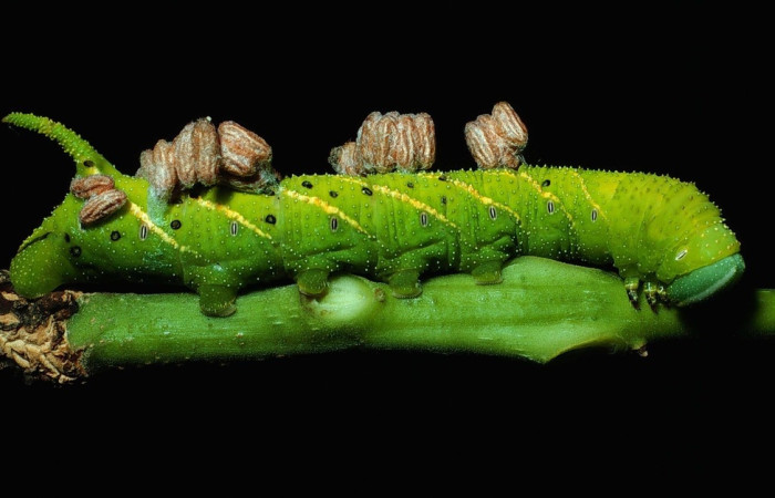 Fig.27 Larva  <i>Manduca barnesi</i>, Sphingidae; último estadío, se alimenta <i>Godmania aesculifolia</i>, Bignoniaceae; con parásitos en su dorso, Microplitis, capullo Braconidae, subfamilia Microgastrinae. Voucher: 84-SRNP-813-DHJ7676.jpg.