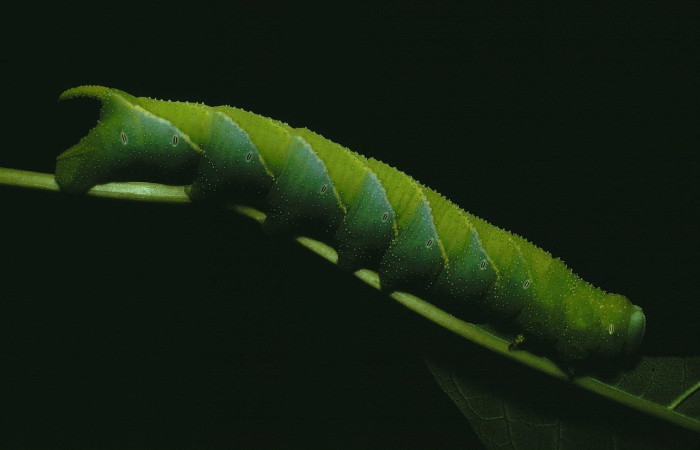 Fig.28 Larva <i>Manduca barnesi</i>, Sphingidae, (Ultimo estadío), se alimenta <i>Godmania aesculifolia</i>, Bignoniaceae, mostrando la parte lateral entero. Voucher: 91-SRNP-957-DHJ14184.jpg.