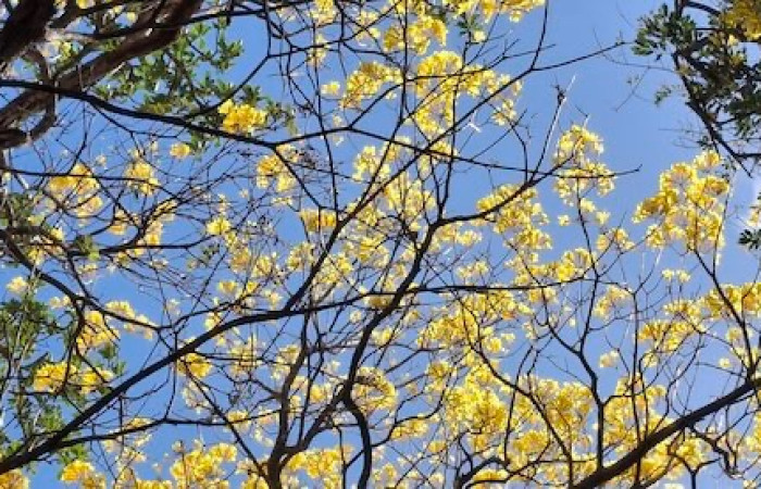 Fig.29 Planta hospedera <i>Handroanthus ochraceus</i>, Bignoniaceae, árbol con flores amarillas y es altísimo y se logra ver  amarillar en todo su entorno Sector El Hacha, Estación Los Almendros, Foto 6 abril 2026, Elieth Cantillano.