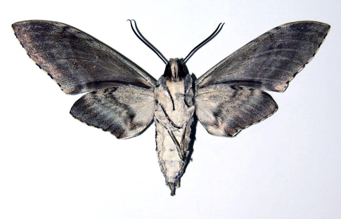 Fig.2 Adulto <i>Manduca barnesi</i>, Shingidae, mostrando la vista ventral hembra. Voucher: 04-SRNP-12364-DHJ99483.