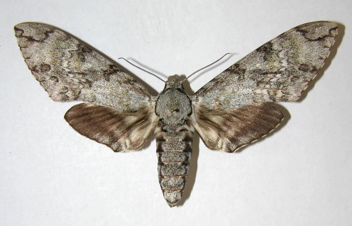 Fig.3 Adulto <i>Manduca barnesi</i>, Shingidae, mostrando la vista dorsal hembra. Voucher: 05-SRNP-13494-DHJ353098.