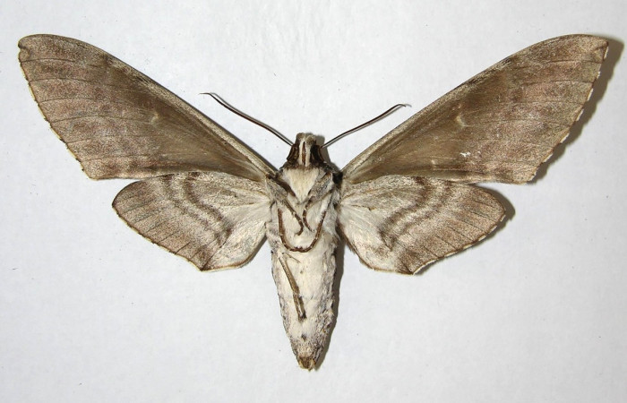 Fig.4 Adulto <i>Manduca barnesi</i>, Shingidae, mostrando la vista ventral hembra. Voucher: 05-SRNP-13494-DHJ353099.