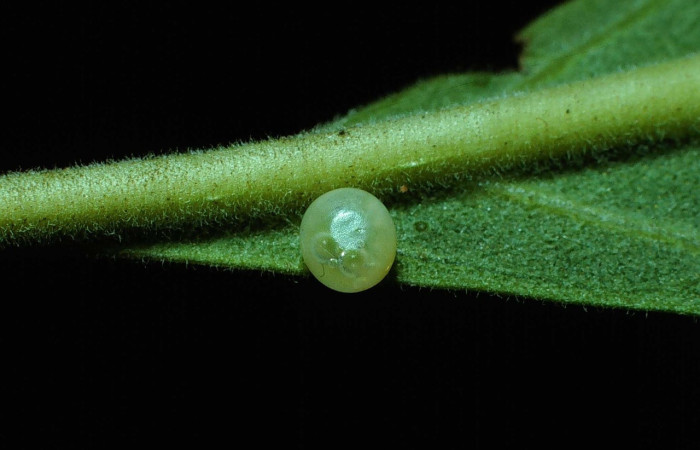Fig.5 Huevo <i>Manduca barnesi</i>, Sphingidae, en planta <i>Godmania aesculifolia</i>, Bignoniaceae. Voucher: 84-SRNP-550-DHJ7472.jpg.