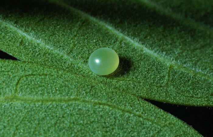 Fig.6 Huevo <i>Manduca barnesi</i>, Sphingidae, en planta <i>Godmania aesculifolia</i>, Bignoniaceae, huevo es verde. Voucher: 84-SRNP-550-DHJ7474.jpg.