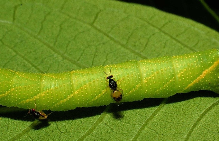 Fig.7 Larva <i>Manduca barnesi</i>, Sphingidae,(estadío Pu), se alimenta de <i>Godmania aesculifolia</i>, Bignoniaceae. Es parasitada por Euplectrus, de la familia Eulophidae. Voucher: 94-SRNP-4497-DHJ20452.jpg.