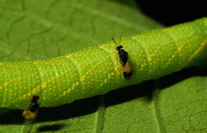 Fig.8 Larva <i>Manduca barnesi</i>, Sphingidae, (estadío Pu), , se alimenta de <i>Godmania aesculifolia</i>, Bignoniaceae. Es parasitada por Euplectrus, de la familia Eulophidae.  Voucher: 94-SRNP-4497-DHJ20453.jpg.