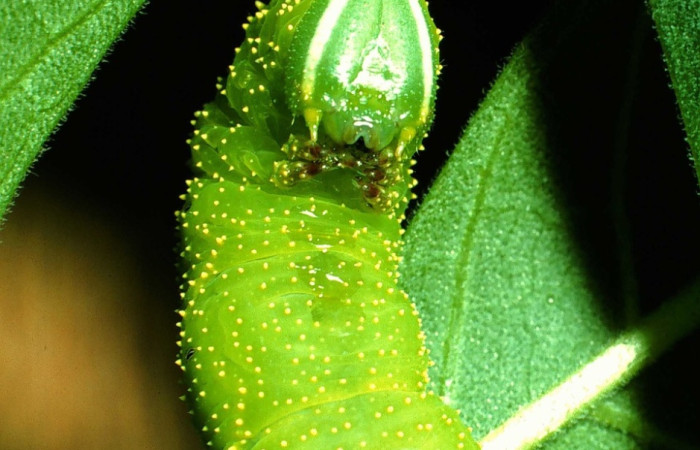Fig.9 Larva <i>Manduca barnesi</i>, Sphingidae, (estadío Pu), se alimenta <i>Godmania aesculifolia</i>, Bignoniaceae, mostrando la parte cabeza. Voucher: 01-SRNP-14714-DHJ62060.jpg.