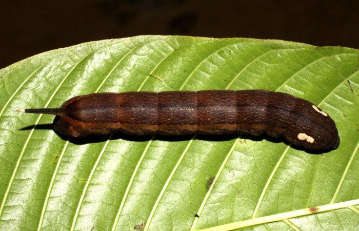 Figura. 10 Larva <i>Xylophanes kaechi</i>, (Sphingidae), posición dorsal entero  alimentándose en <i>Palicourea guianensis</i>, (Rubiaceae). (10-SRNP-41113-DHJ468829.jpg).