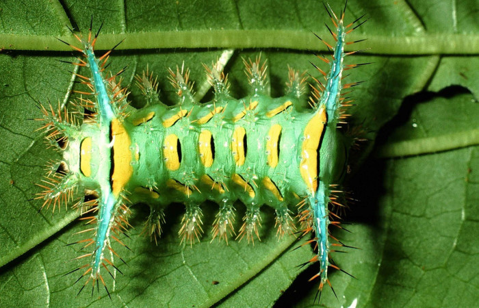 Figura. 12 Larva <i>Parasa macrodontai</i>, (Limacodidae), posición dorsal entero  alimentándose en <i>Palicourea berteroana</i>, (Rubiaceae). (99-SRNP-13719-DHJ52229.jpg).