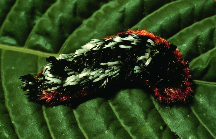 Figura. 14 Larva <i>Tarchon</i> felderiDHJ01, (Apatelodidae), posición dorsal entero  alimentándose en <i>Palicourea berteroana</i>, (Rubiaceae). (97-SRNP-6282-DHJ43356.jpg).