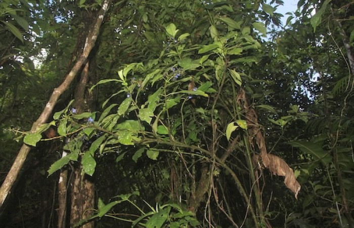 Figura. 1 Habitad, <i>Palicourea brachiata</i>, (Rubiaceae). Area de Conservación Guanacaste, Sector Rincón  Rain Forest, Sendero Cafecito. (elevación 455 metros), colectada el 23 octubre 2025 Foto, Ana Córdoba.