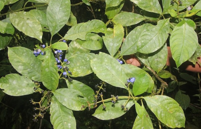 Figura. 2 Pocisión hojas, <i>Palicourea brachiata</i>, (Rubiaceae). Area de Conservación Guanacaste, Sector Rincón  Rain Forest, Sendero Cafecito. (elevación 455 metros), colectada el 23 octubre 2025 Foto, Ana Córdoba.