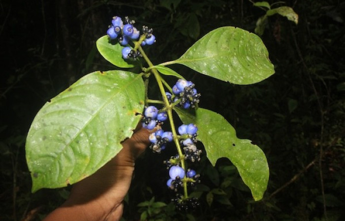 Figura. 3 Pocisión frutos, <i>Palicourea brachiata</i>, (Rubiaceae). Area de Conservación Guanacaste, Sector Rincón  Rain Forest, Sendero Cafecito. (elevación 455 metros), colectada el 23 octubre 2025 Foto, Ana Córdoba.