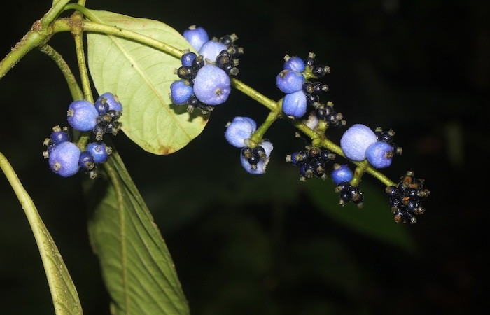 Figura. 4 Pocisión frutos, <i>Palicourea brachiata</i>, (Rubiaceae). Area de Conservación Guanacaste, Sector Rincón  Rain Forest, Sendero Cafecito. (elevación 455 metros), colectada el 23 octubre 2025 Foto, Ana Córdoba.