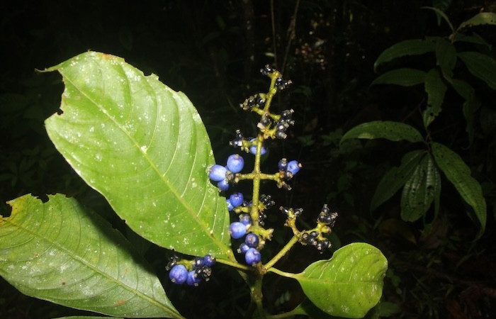 Figura. 5 Pocisión Hojas, <i>Palicourea brachiata</i>, (Rubiaceae). Area de Conservación Guanacaste, Sector Rincón  Rain Forest, Sendero Cafecito. (elevación 455 metros), colectada el 23 octubre 2025 Foto, Ana Córdoba.