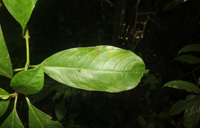 Figura. 6 Pocisión Hoja haz, <i>Palicourea brachiata</i>, (Rubiaceae). Area de Conservación Guanacaste, Sector Rincón  Rain Forest, Sendero Cafecito. (elevación 455 metros), colectada el 23 octubre 2025 Foto, Ana Córdoba.