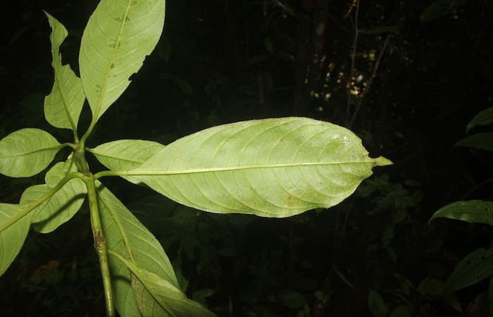 Figura. 7 Pocisión Hoja envés, <i>Palicourea brachiata</i>, (Rubiaceae). Area de Conservación Guanacaste, Sector Rincón  Rain Forest, Sendero Cafecito. (elevación 455 metros), colectada el 23 octubre 2025 Foto, Ana Córdoba.