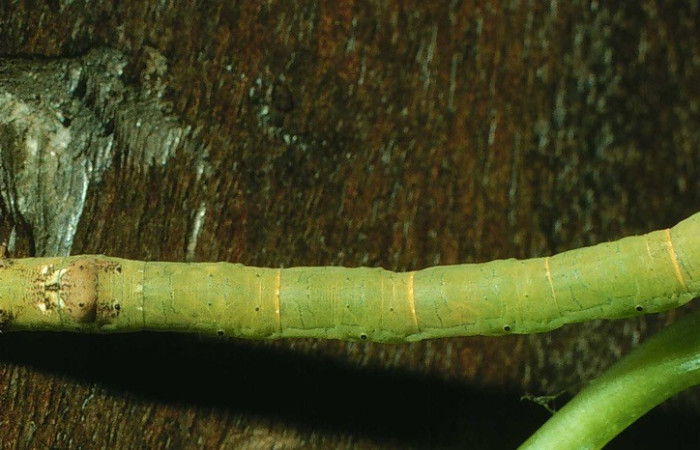 Figura. 8 Larva <i>Acrotomia muciaDHJ02</i>, (Geometridae), posición dorsal entero  alimentándose en <i>Palicourea elata</i>, (Rubiaceae). (97-SRNP-1010-DHJ40715.jpg).