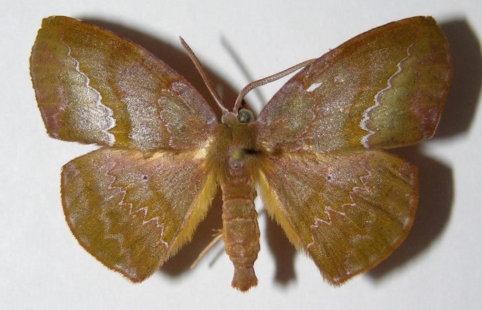 Figura. 9 Adulto <i>Acrotomia muciaDHJ02</i>, (Geometridae), posición dorsal entero. (03-SRNP-4114-DHJ325616).  