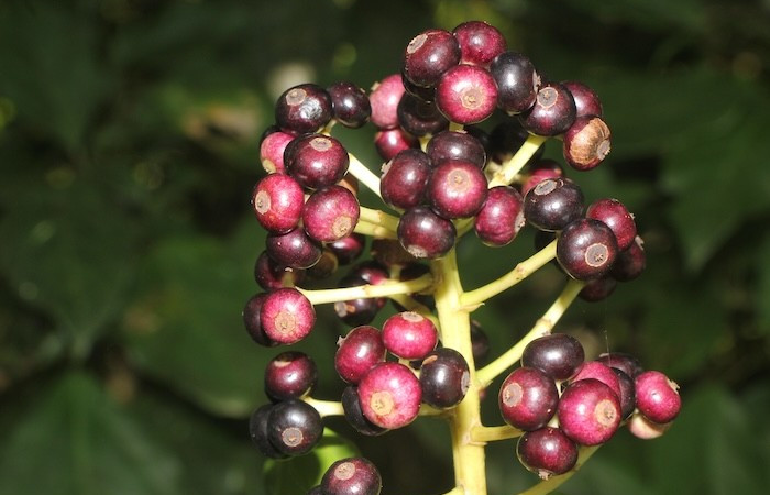 Figura. 10 Frutos en racimo, <i>Dendropanax arboreus</i>, (Araliaceae). Area deConservación Guanacaste, Sector RincónRain Forest, Cafecito. (elevación 455 metros), colectada 25 Diciembre 2025. Foto. Jorge Hernández.  