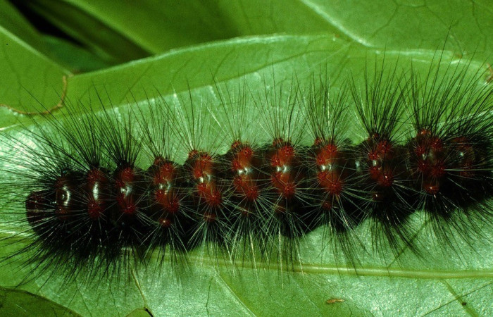 Figura. 11 Larva <i>Dysschema magdala</i>, (Erebidae), posición dorsal entero  alimentándose en <i>Dendropanax arboreus</i>, (Araliaceae). (97-SRNP-876.17-DHJ40576.jpg).