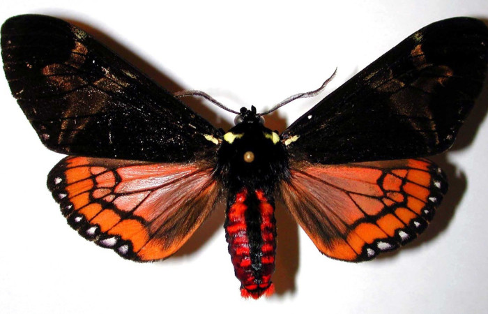 Figura. 12 Adulto <i>Dysschema magdala</i>, (Geometridae), posición dorsal entero. (99-SRNP-352.16-DHJ38434).  