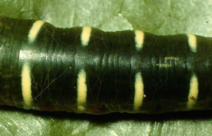 Figura. 13 Larva <i>Bungalotis erythus</i>, (Hesperiidae), posición dorsal entero  alimentándose en <i>Dendropanax arboreus</i>, (Araliaceae). (98-SRNP-2668-DHJ44326.jpg).