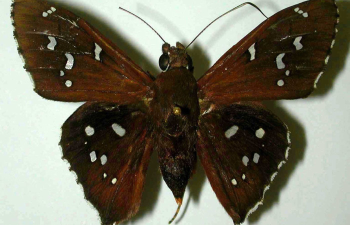 Figura. 14 Adulto <i>Bungalotis erythus</i>, (Hesperiidae), posición dorsal entero. (97-SRNP-6191-DHJ38342).