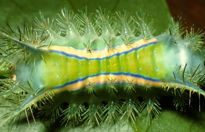 Figura. 15 Larva <i>Parasa joanae</i>, (Limacodidae), posición dorsal entero  alimentándose en <i>Dendropanax arboreus</i>, (Araliaceae). (99-SRNP-569-DHJ50162.jpg).