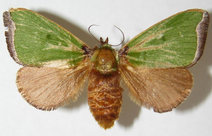 Figura. 16 Adulto <i>Parasa joanae</i>, (Limacodidae), posición dorsal entero. (01-SRNP-6544-DHJ520590).